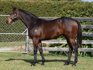 Park Hill Stable's Lot 19 (Burgundy x Precious) colt. 